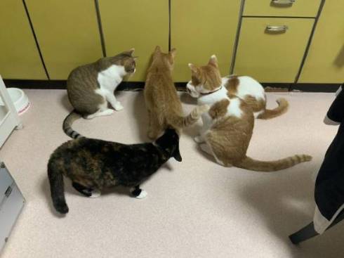 猫 絶対なんかいる