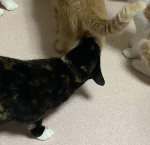 猫 絶対なんかいる