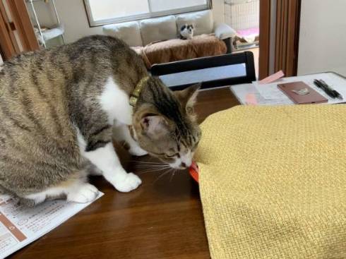 猫 絶対なんかいる