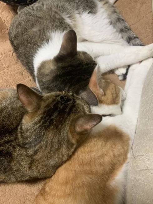 猫 絶対なんかいる