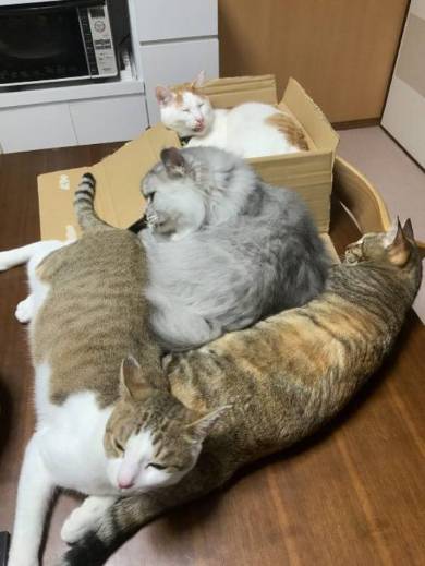 猫 絶対なんかいる