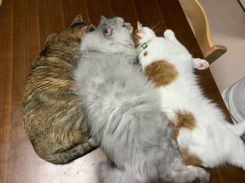 猫 絶対なんかいる