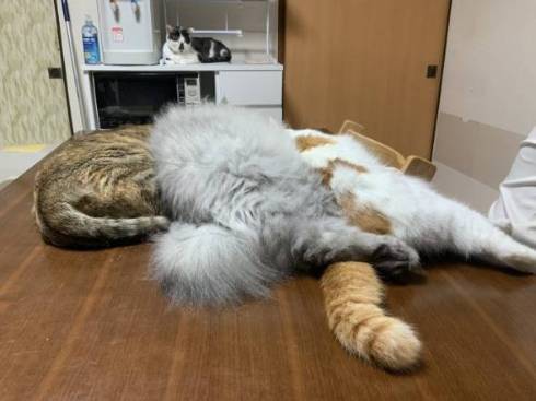 猫 絶対なんかいる