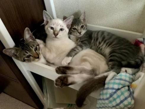 猫 絶対なんかいる