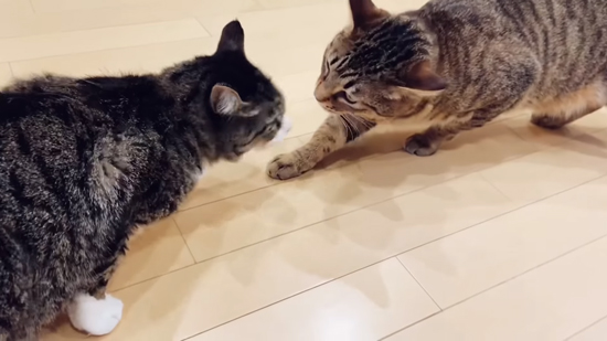 鼻ちゅーネチコさんとヤンさん