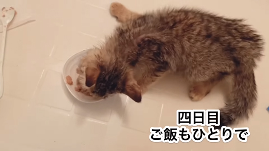 4日目のネココさん