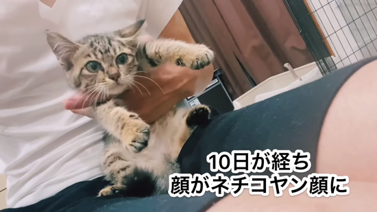 10日目のネココさん