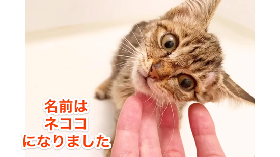 命名ネココさん