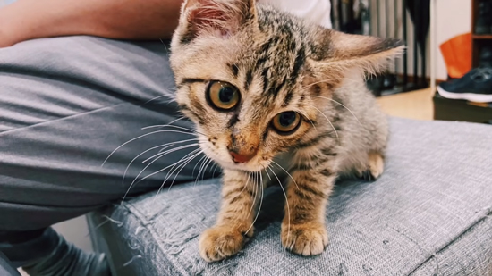 人の横に座るネココさん