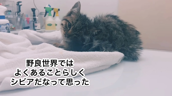 タオルの上で伏せるネココさん