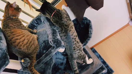 キャットタワーネチコさんとヤンさん