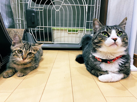 ヤンさんネココさん