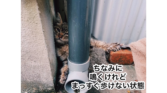 真っすぐ歩けないネココさん