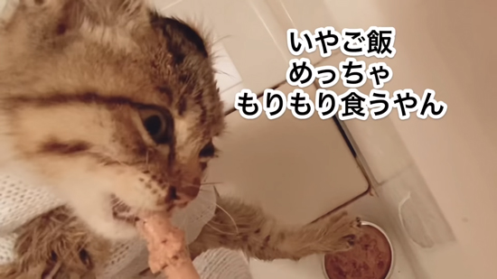 もりもり食べるネココさん