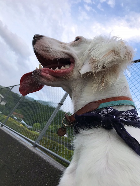 麦ちゃん