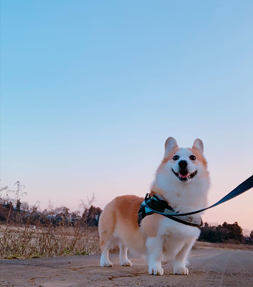 空ととんきちさん