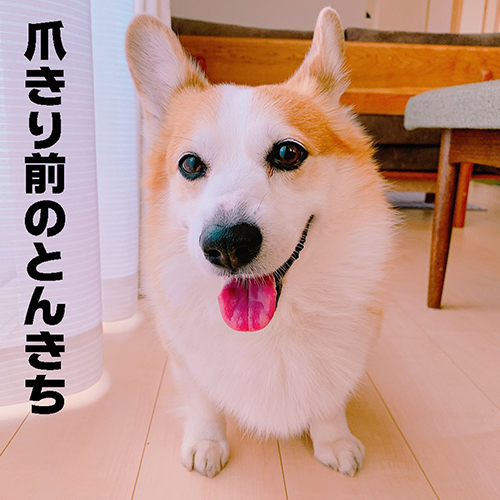 ツメ切り前のとんきち