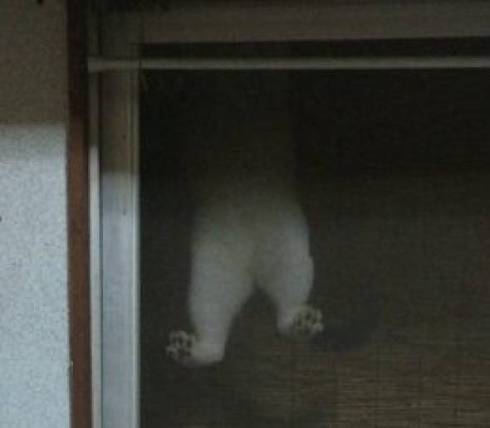 網戸に登る おキャット様 母