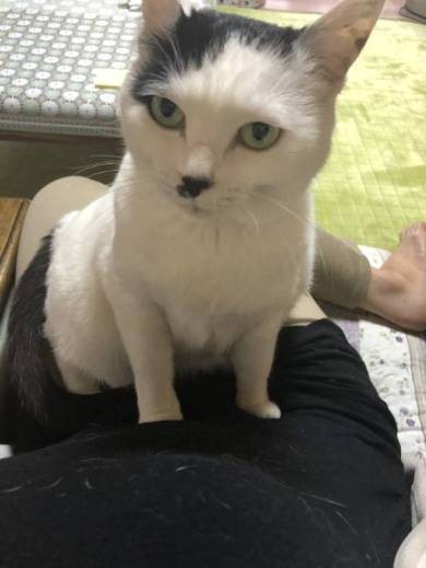 網戸に登る おキャット様 母