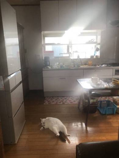 網戸に登る おキャット様 母