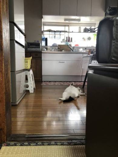 網戸に登る おキャット様 母