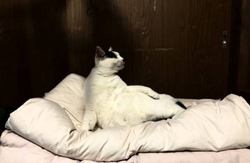 網戸に登る おキャット様 母