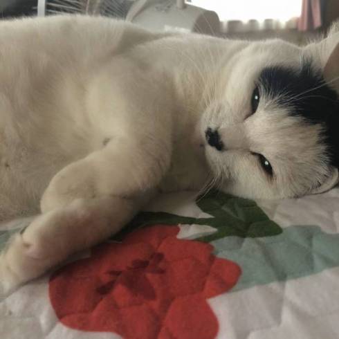 網戸に登る おキャット様 母