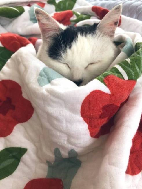 網戸に登る おキャット様 母