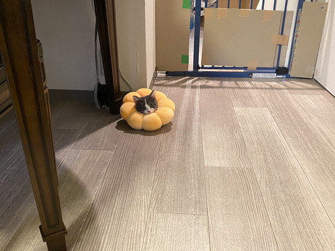 ポンデリングにゃんこ