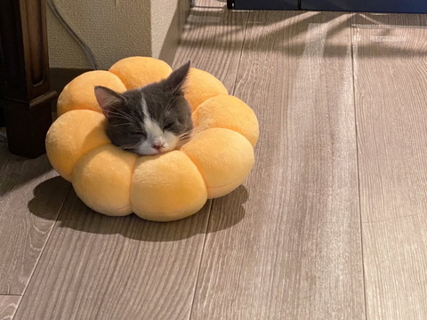 ポンデリングにゃんこ