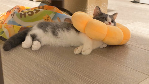 ポンデリングにゃんこ