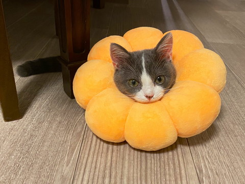 ポンデリングにゃんこ