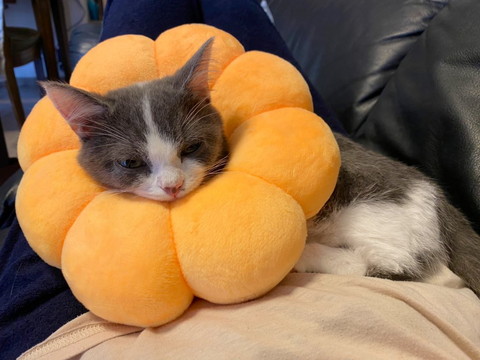 ポンデリングにゃんこ