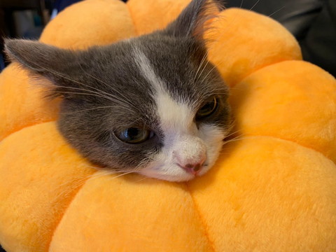 ポンデリングにゃんこ