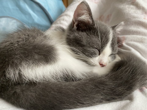 眠るちょこちゃん