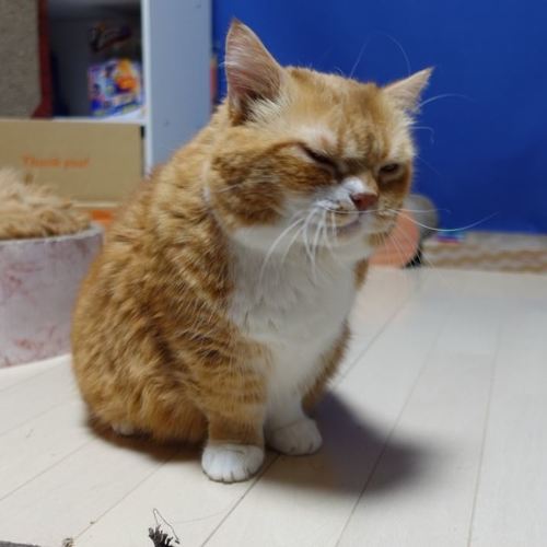 猫