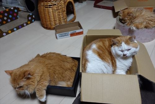 猫