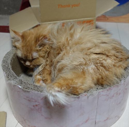 猫