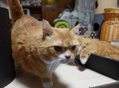 猫