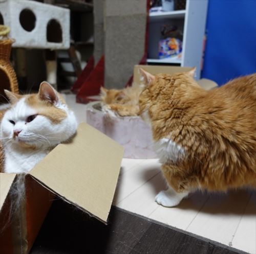 猫