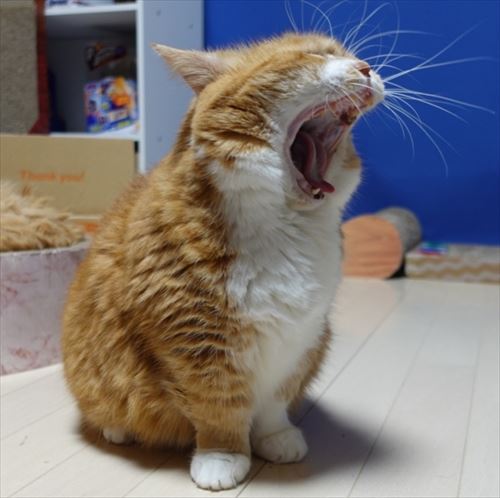 猫