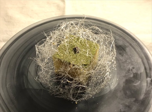 欅坂 和菓子 欅 平手