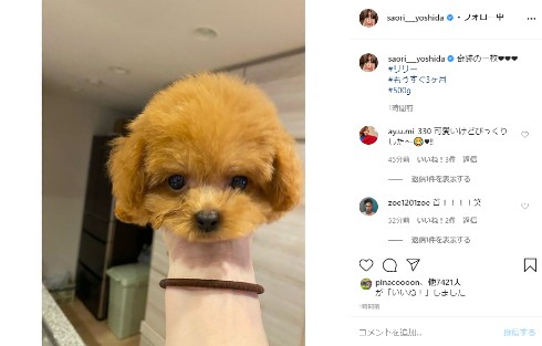 吉田沙保里 インスタ 犬 リリー