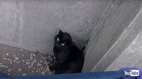 川の猫