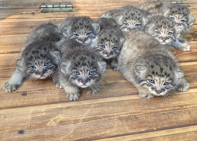 マヌルモフモフ ロシアの動物園でマヌルネコの赤ちゃんが16匹誕生 モフモフ