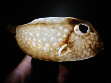 海岸 見つけた ハコフグ 構造 標本 骨 ハニカム構造