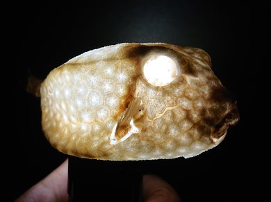 海岸 見つけた ハコフグ 構造 標本 骨 ハニカム構造