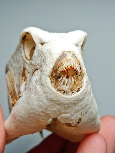 ハコフグ　標本　魚　骨格標本 ハコフグ 標本 魚 骨格標本 - メルカリ