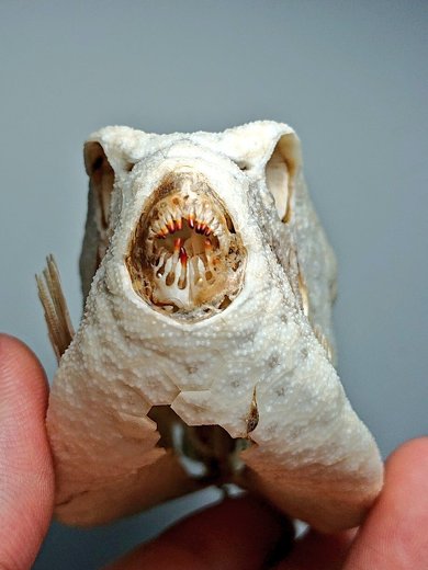 海岸 見つけた ハコフグ 構造 標本 骨 ハニカム構造