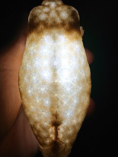 海岸 見つけた ハコフグ 構造 標本 骨 ハニカム構造